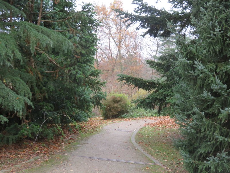Geografisches Arboretum Rombergpark am 17,102018 (61)